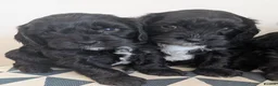 Cavapoo dogs for sale: Beautiful & Quality DNA Clear F1 Cavapoo puppies  - Advert 10