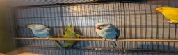 Ringnecks birds for sale: Indian Ringnecks Yellow and Green in Greenford - Advert 6