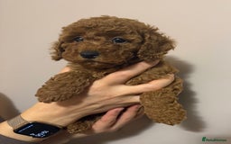 Miniature Poodle dogs for sale: Puppy  - Image 2