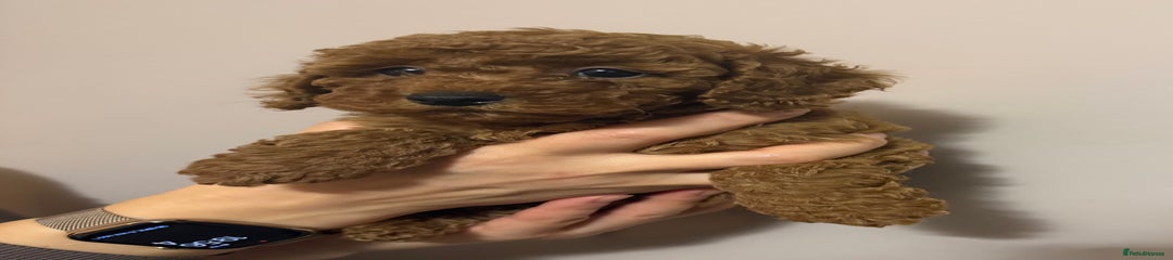 Miniature Poodle Puppy 3