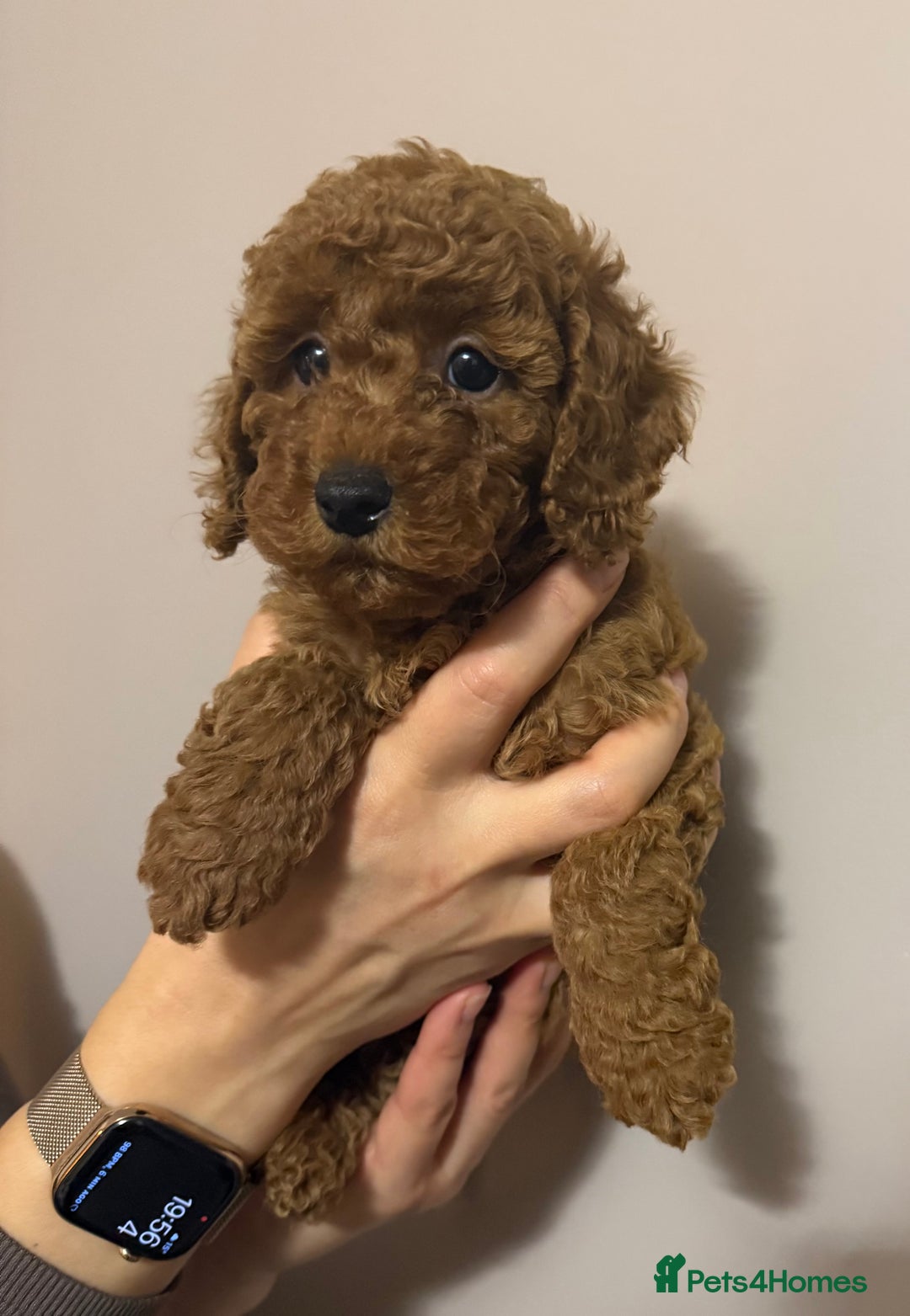 Miniature Poodle dogs for sale: Puppy  - Image 2
