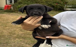 Borador dogs for sale: Beautiful intelligent Borderdors for sale  - Image 1