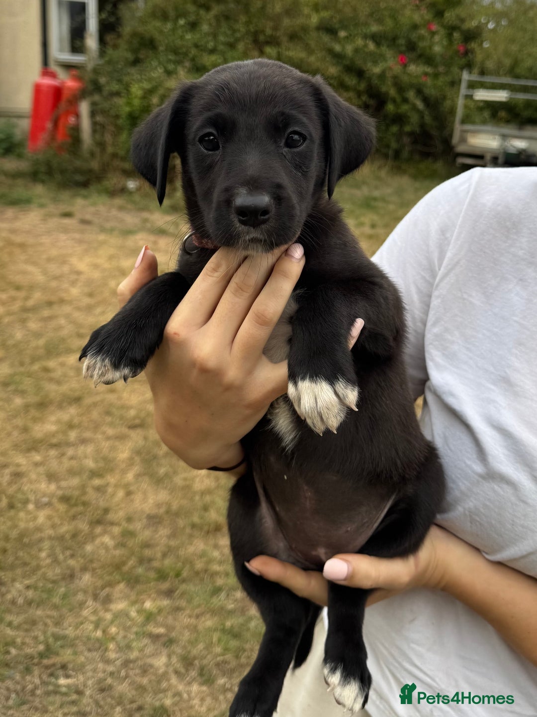 Borador dogs for sale: Beautiful intelligent Borderdors for sale  - Image 1