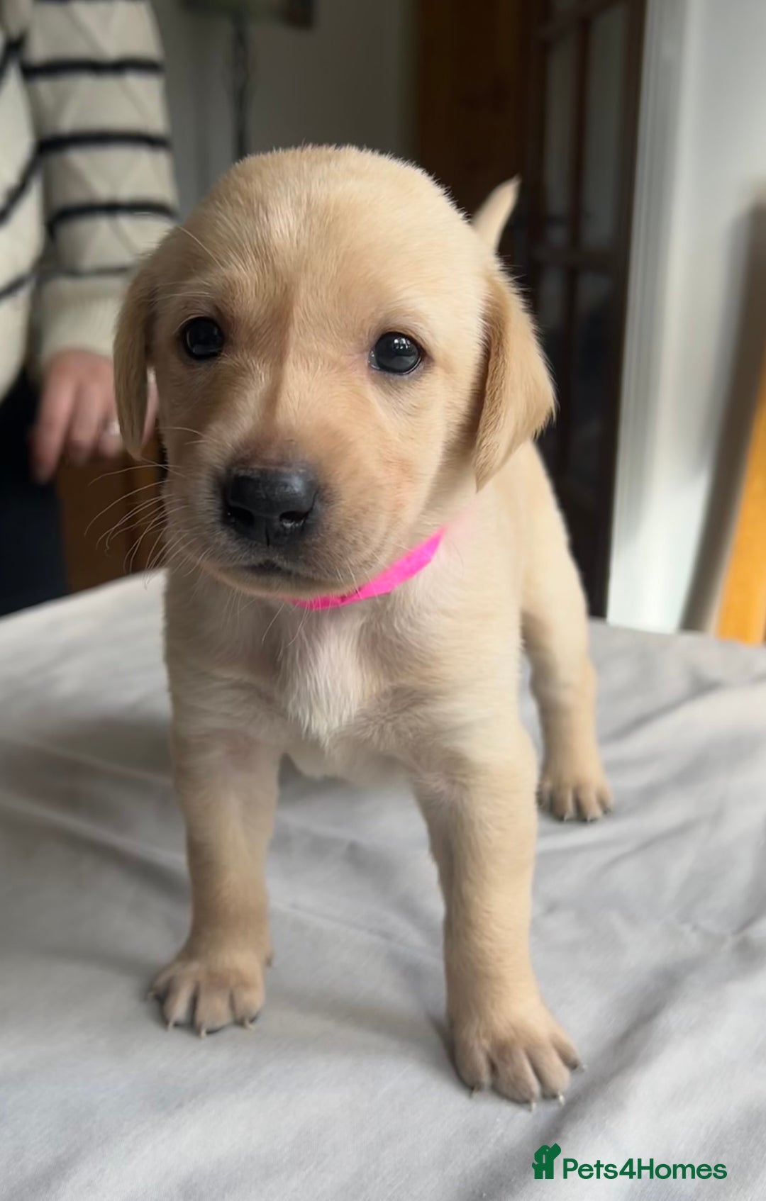 Labrador Retriever dogs for sale: Working/Active Pet - Image 17