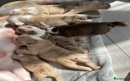 Olde English Bulldogge dogs for sale: CARTEL BLOODLINE OLDE ENGLISH PUPPIES!!  - Image 3