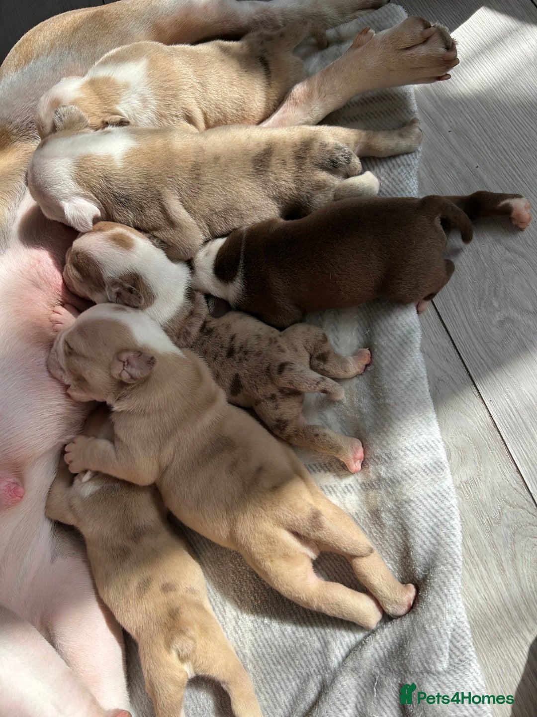Olde English Bulldogge dogs for sale: CARTEL BLOODLINE OLDE ENGLISH PUPPIES!!  - Image 3
