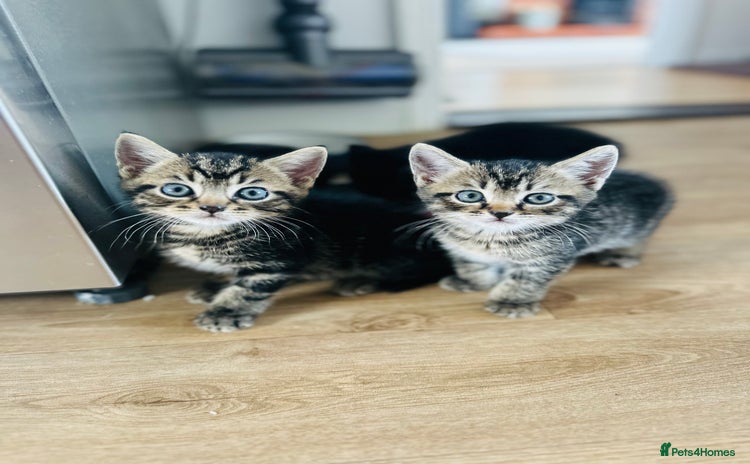 Mixed Breed cats - Advert 6