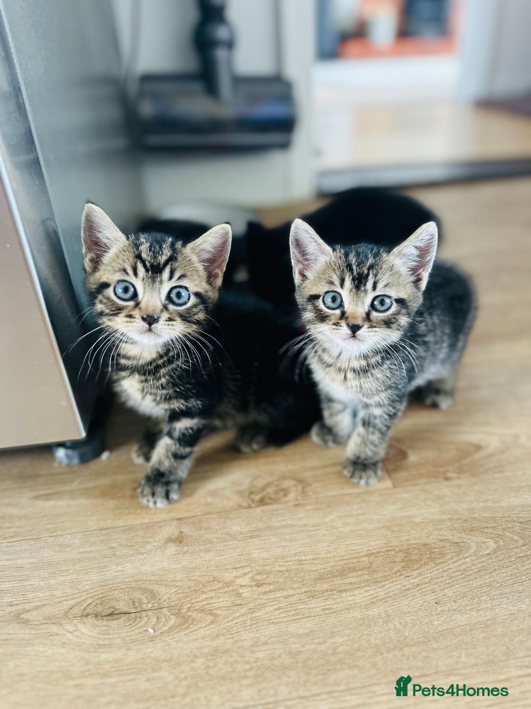 Mixed Breed cats for sale: Kittens for sale - Image 1