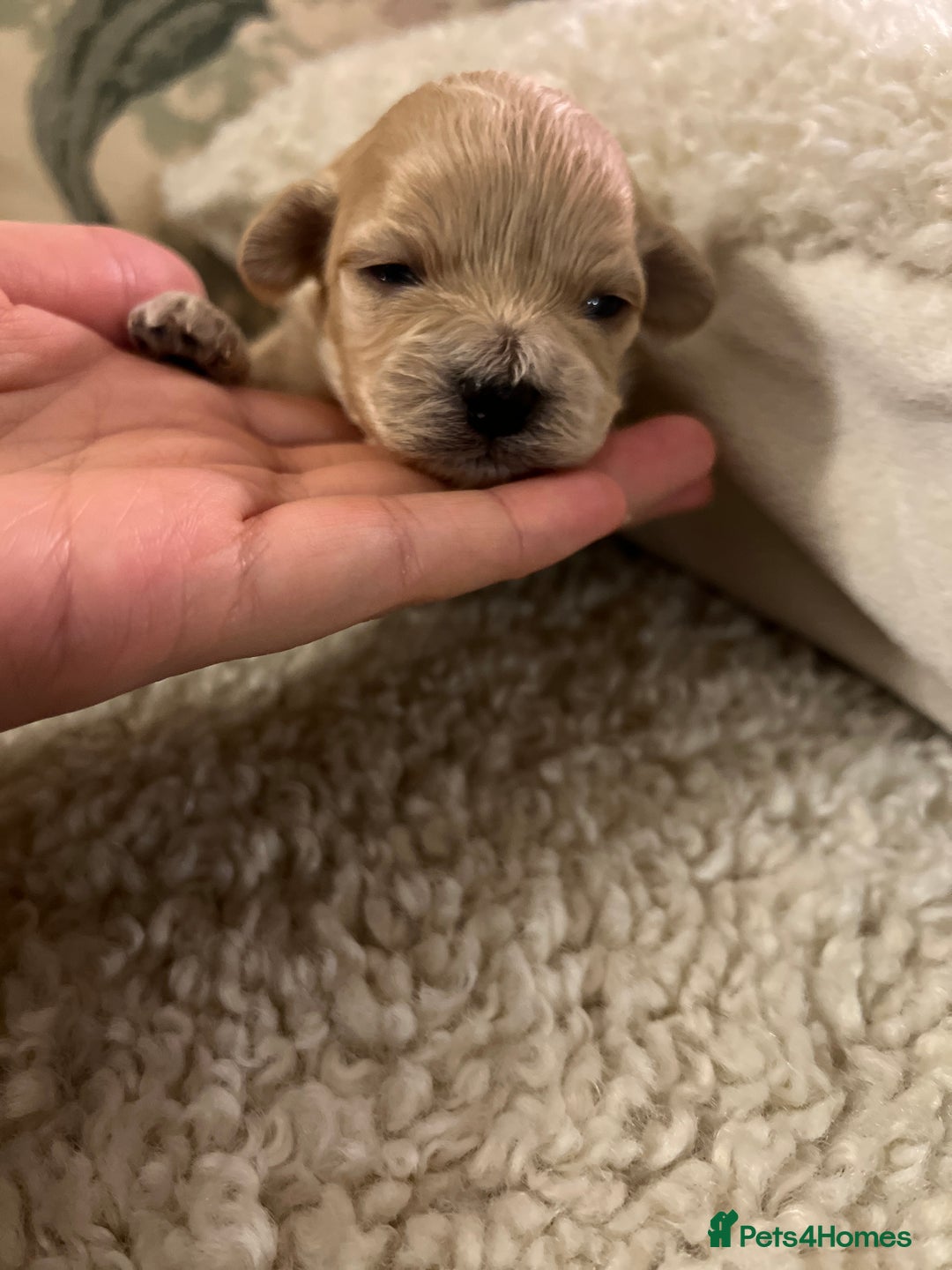 Maltipoo dogs for sale: family pet litter Mini Maltipoo puppies  - Advert 12