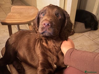 Cocker Spaniel dogs Beautiful Litter of Cocker Spaniel Puppies - Advert 17