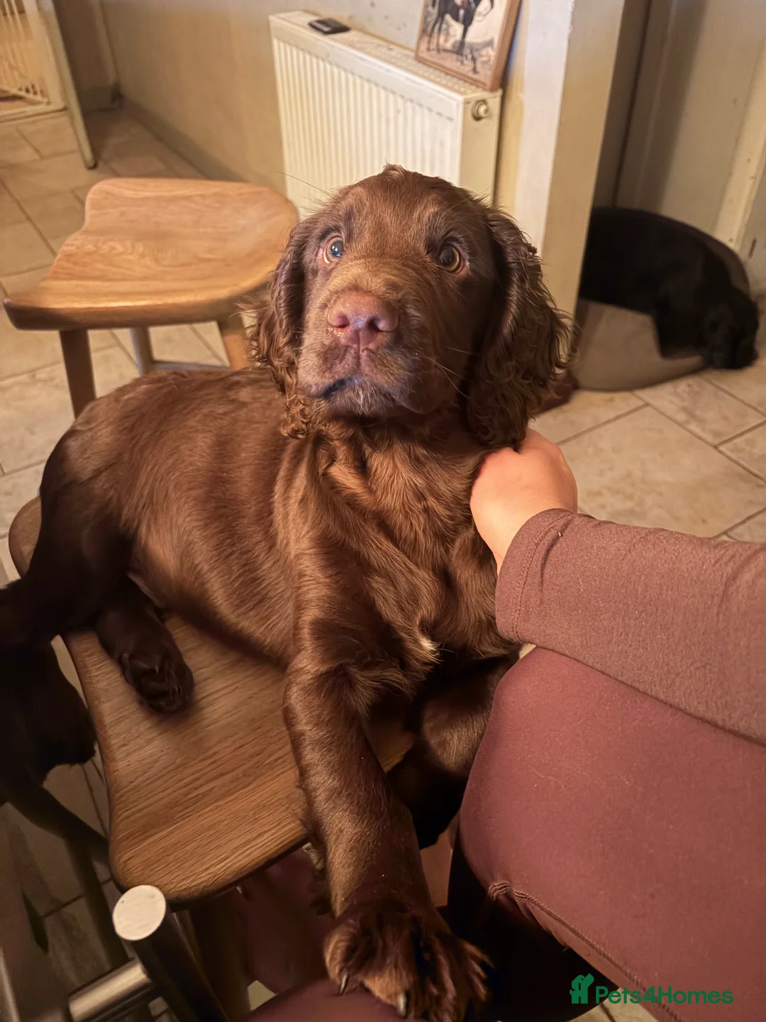 Cocker Spaniel dogs for sale: Beautiful boy remaining Cocker Spaniel Puppies  - Advert 18
