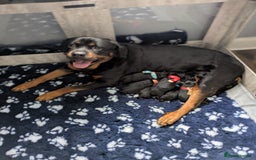 Rottweiler dogs for sale: Stunning Rottweiler pups  - Image 1