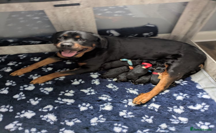 Rottweiler dogs - Advert 1