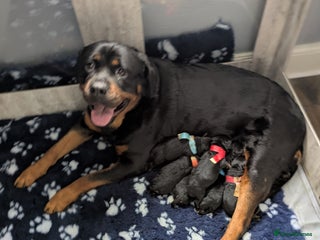 Rottweiler dogs - Advert 1