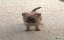 Griffon Bruxellois dogs for sale:  12 old griffon bruxellois for sale - Image 2