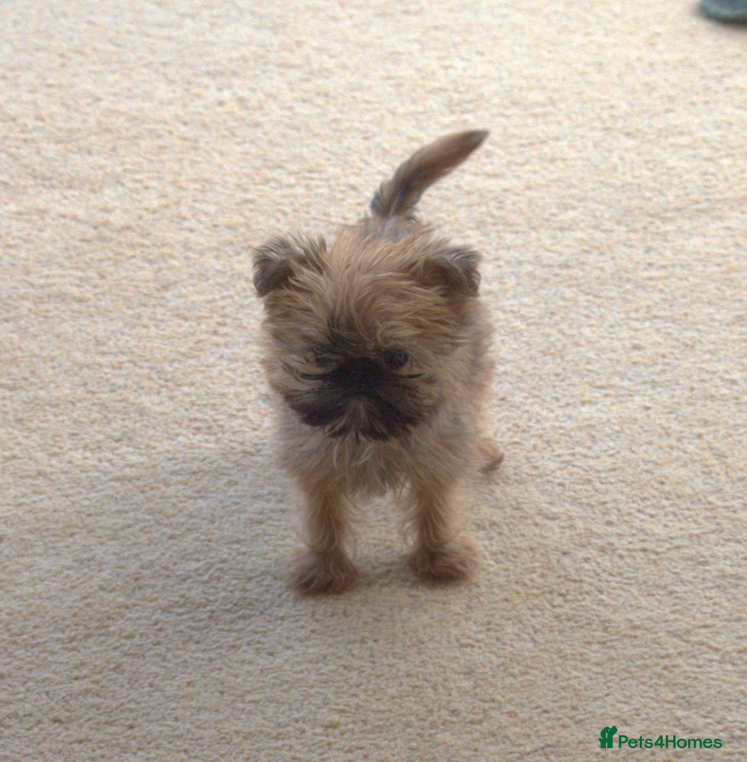 Griffon Bruxellois dogs for sale:  12 old griffon bruxellois for sale - Image 2