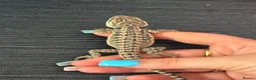 Bearded Dragon reptiles for sale: Red citrus baby bearded dragons  - Advert 15