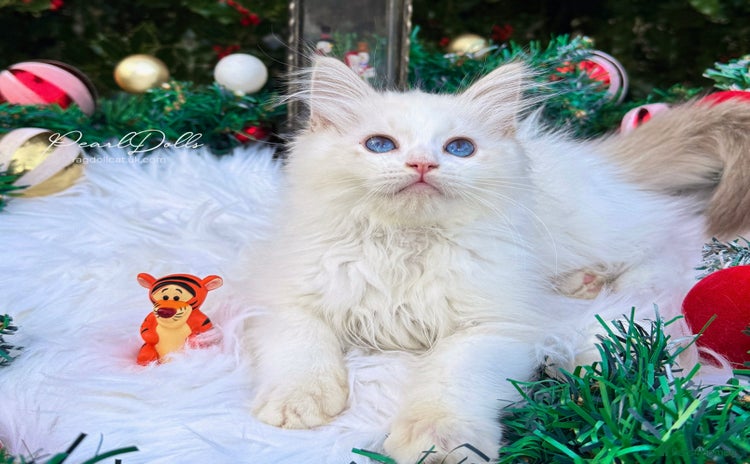 Ragdoll cats 🌸 GCCF Registered 🌸Exceptional Pedigree Ragdolls - Advert 1