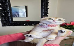 Scottish Fold cats for sale: READY NOW-TICA-SCOTTISH FOLD GIRL  - Image 7
