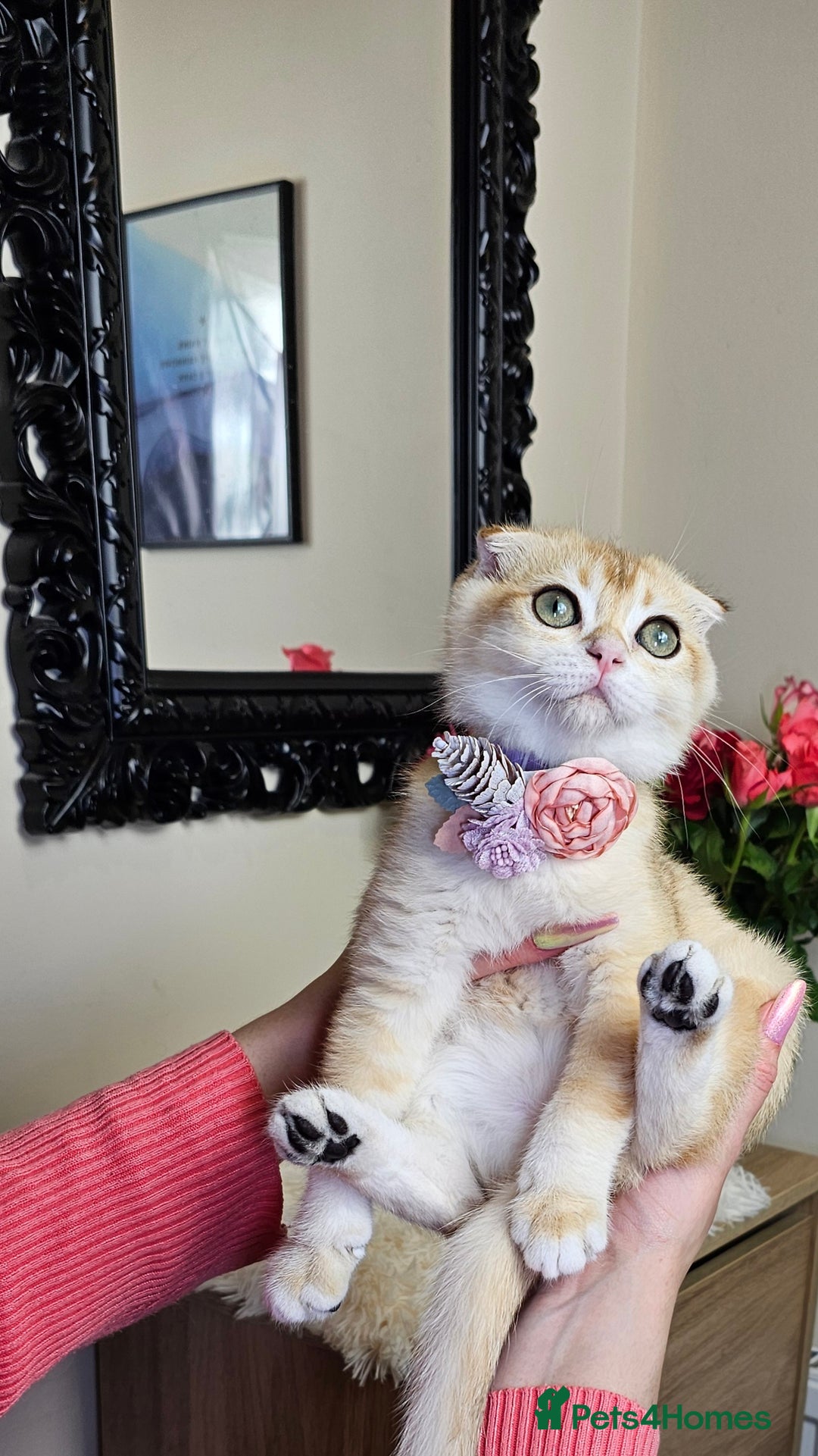 Scottish Fold cats for sale: READY NOW-TICA-SCOTTISH FOLD GIRL  - Image 7