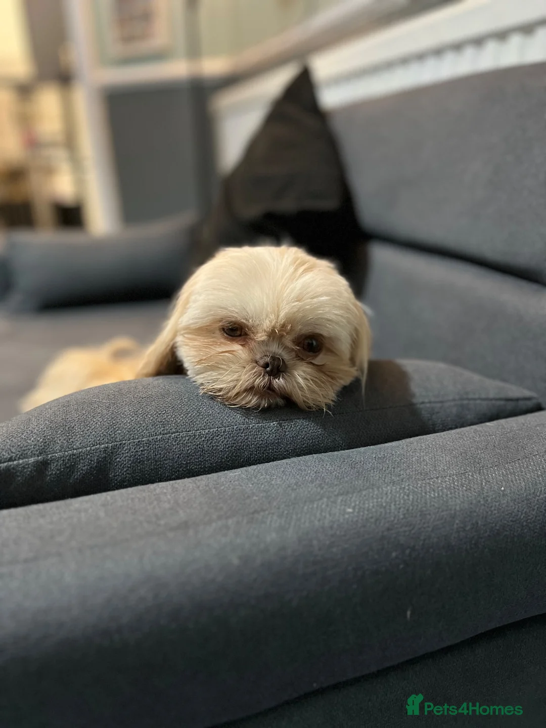 Shih Tzu dogs for sale: Beautiful imperial Shih Tzu puppies  - Advert 2