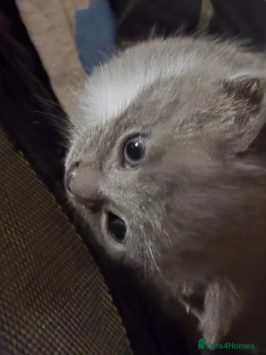 Mixed Breed cats for sale: Kitten  in Enfield - Advert 5