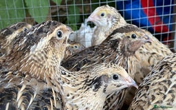 Quail poultry for sale: Mixed quails 5-6 weeks old - Image 1