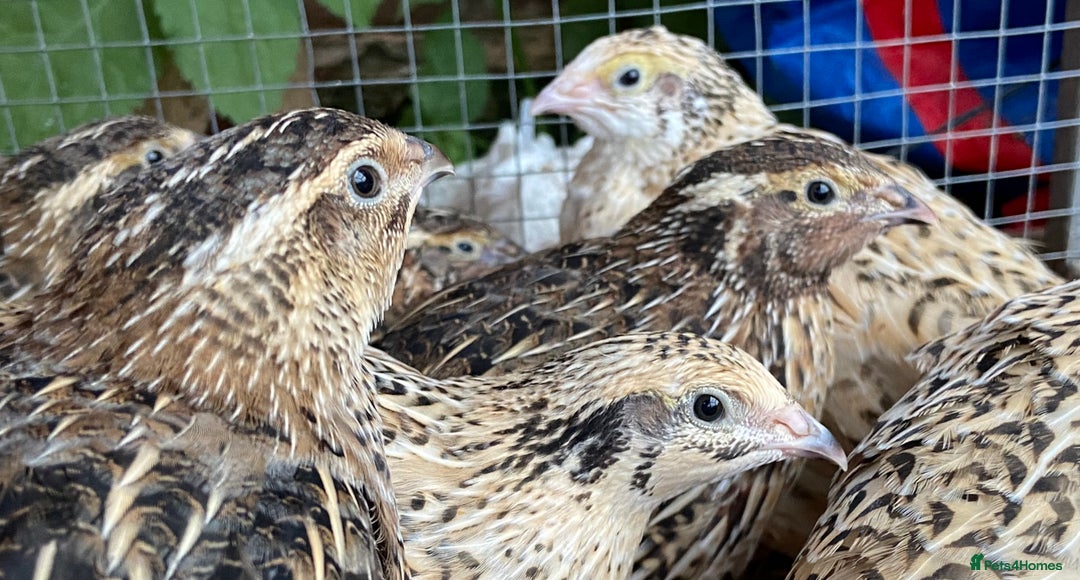 Quail poultry for sale: Mixed quails 5-6 weeks old - Image 1