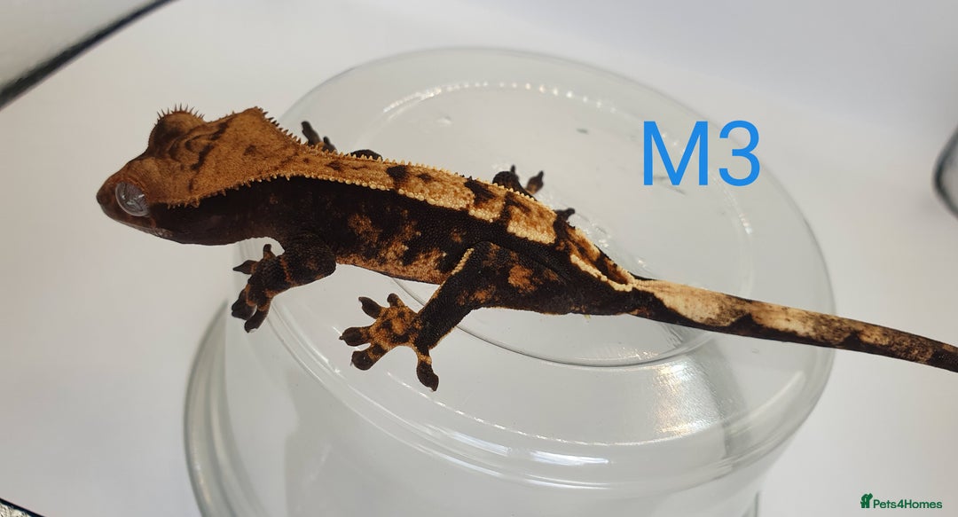 Gecko reptiles for sale: Juvenile Crested Geckos - Image 8