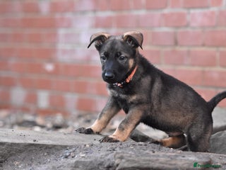 Mixed Breed dogs GSD × Dutch Herder – Top European Working Lines - Advert 5