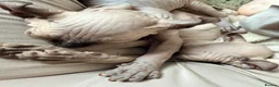 Sphynx cats for sale: Ready now Sphynx kittens - Advert 4