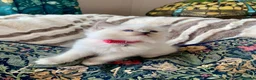 Ragdoll cats for sale: Gccf Anne Baker lines champion Ragdoll kittens  - Advert 14