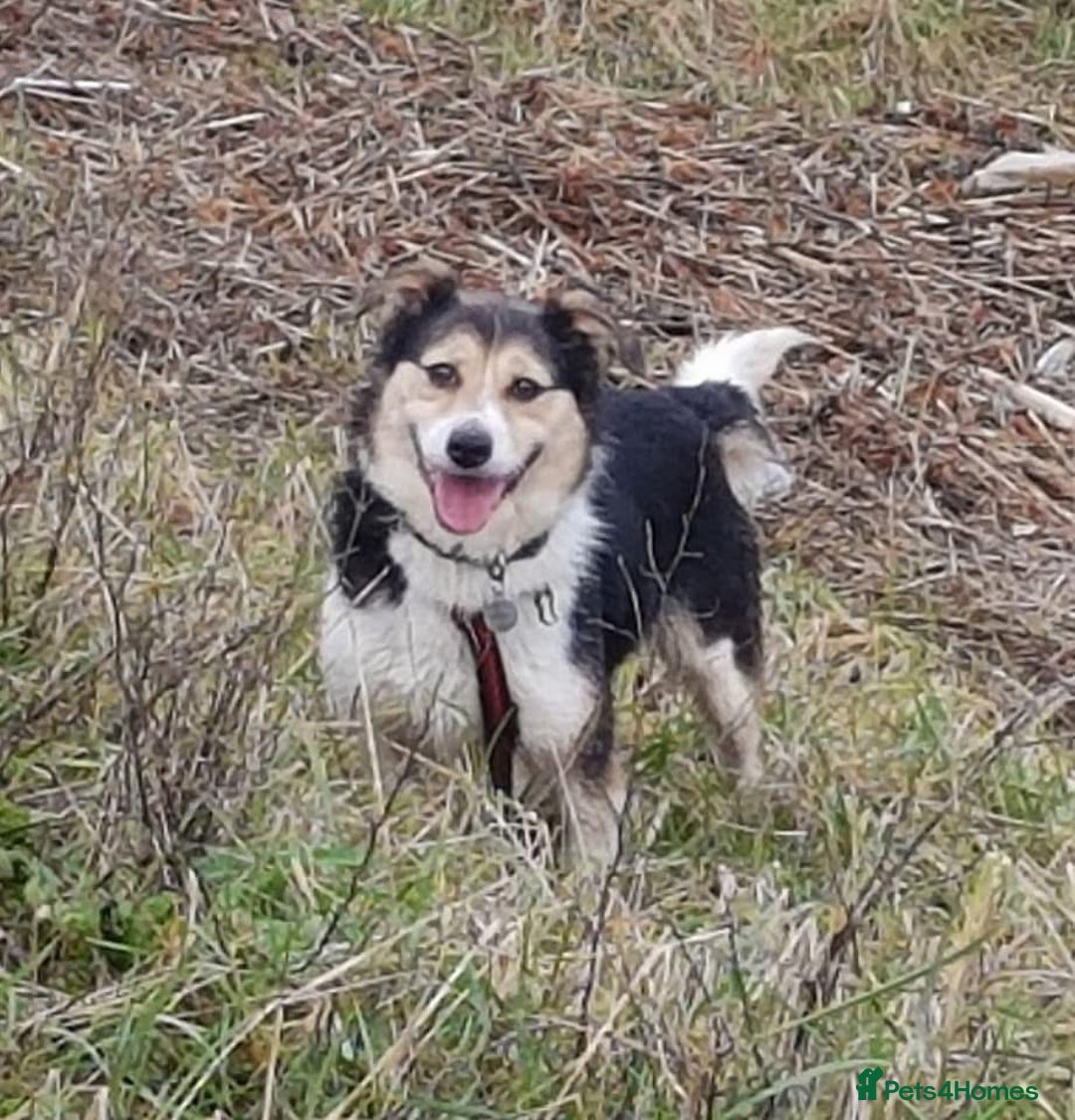 Mixed Breed dogs for adoption: Tara - Norwich Norfolk  - Advert 18