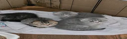 Scottish Fold cats for sale:  🥰READY!!!🤩Scottish folded in a beautiful colour - Advert 18