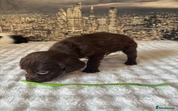 Springador dogs for sale: Chocolate Springador Puppies – Ready Soon! 🐾 - Image 9