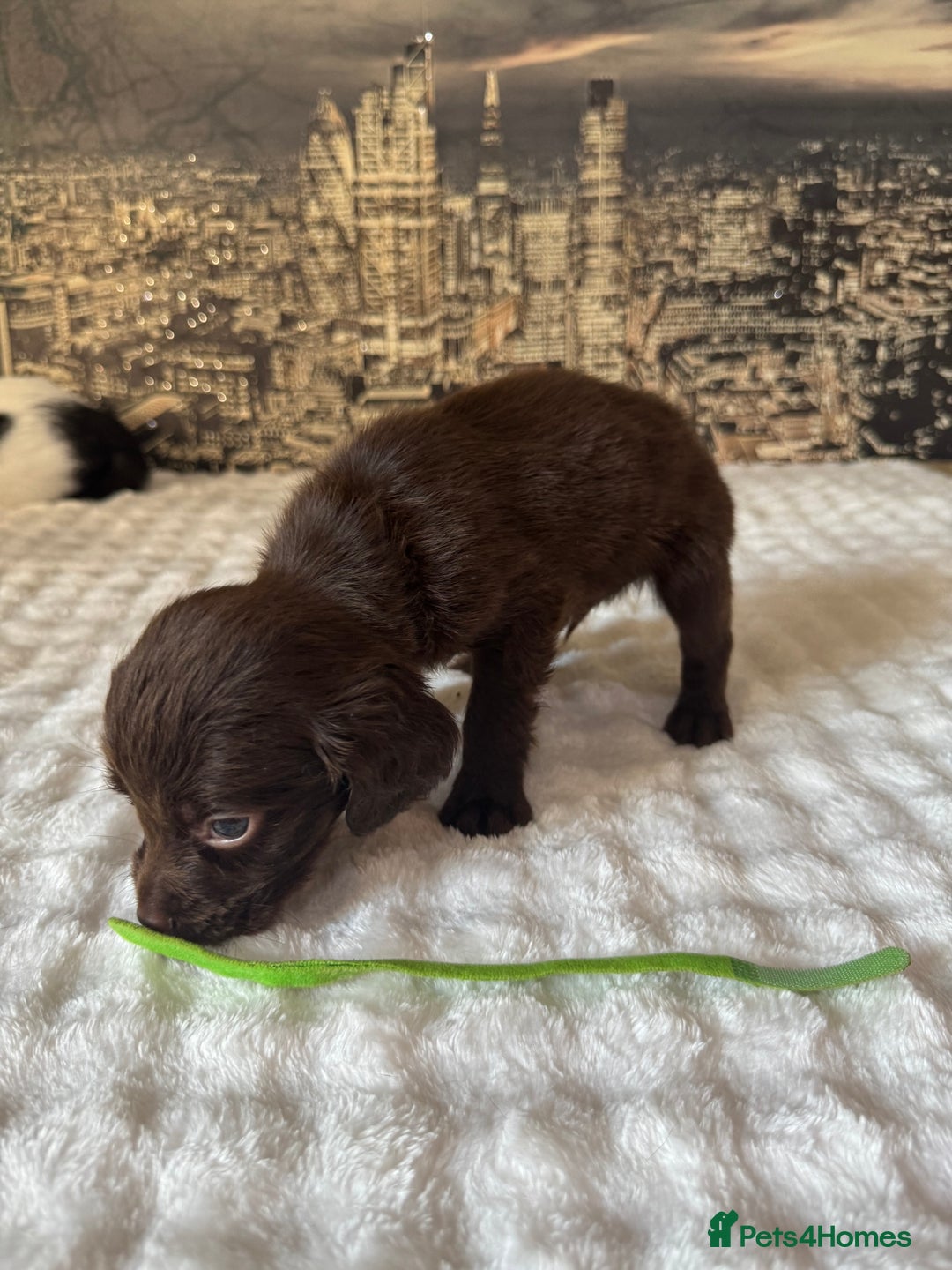 Springador dogs for sale: Chocolate Springador Puppies – Ready Soon! 🐾 - Image 9