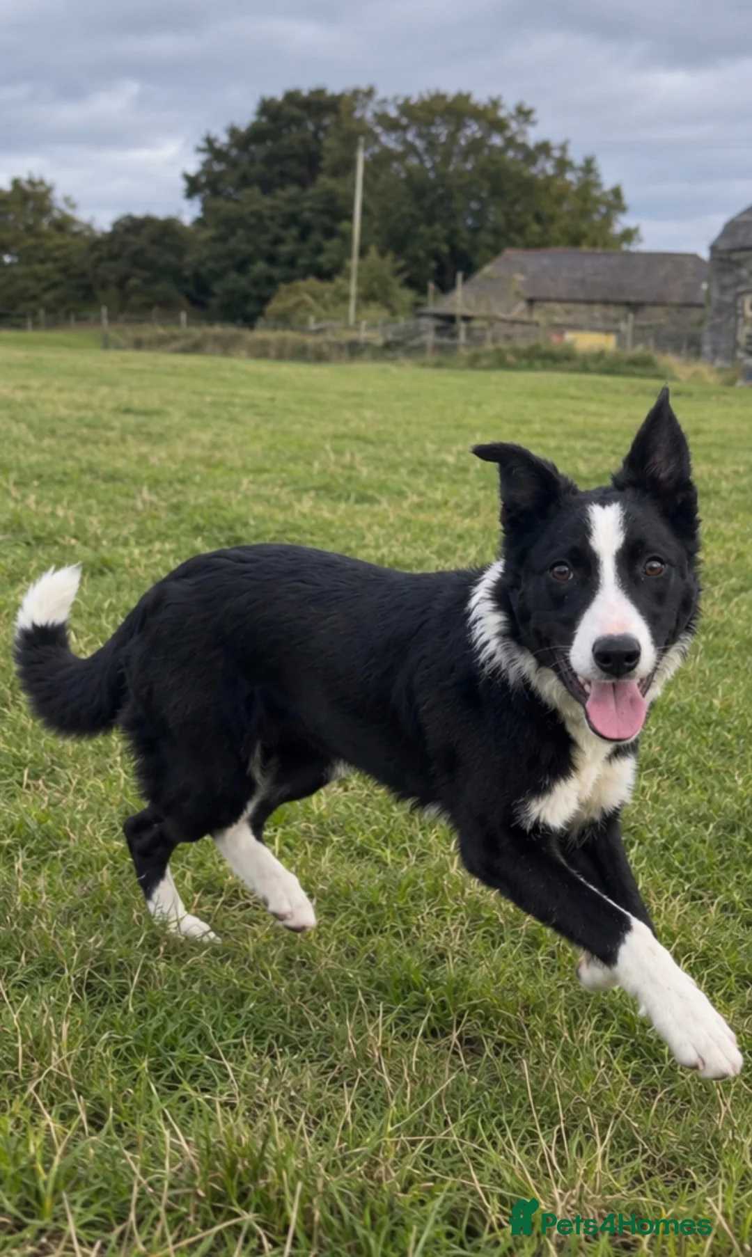 Border Collie dogs for sale: Mossy - beautiful male border collie - Advert 2