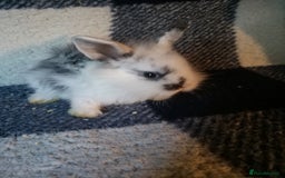 Lionhead rabbits for sale: Blue harlequin Mini lion lops  - Image 7