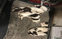 English Springer Spaniel dogs for sale: Stunning English springer spaniel puppies  - Image 15