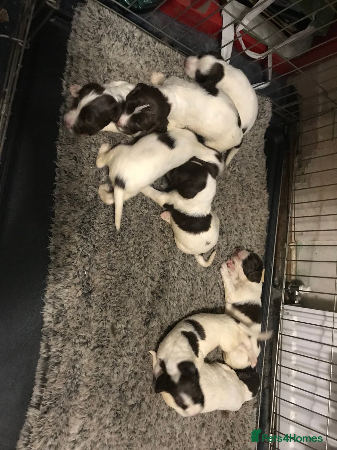 English Springer Spaniel dogs for sale: Stunning English springer spaniel puppies  - Image 15
