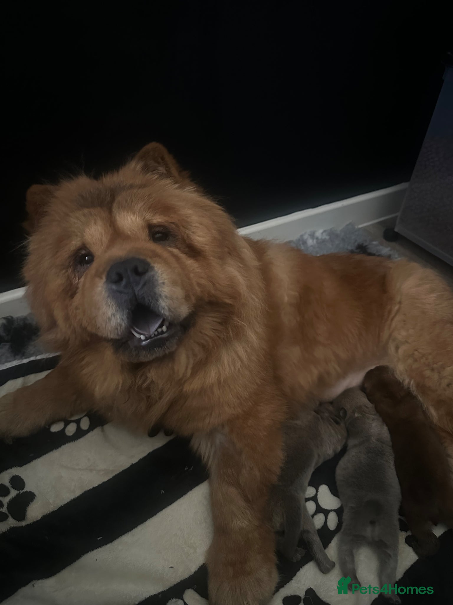 Chow Chow dogs KC Registered Chow Chow Puppies for Sale  - Advert 4