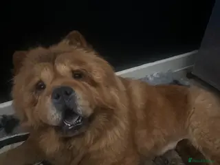 Chow Chow dogs KC Registered Chow Chow Puppies for Sale - Advert 4