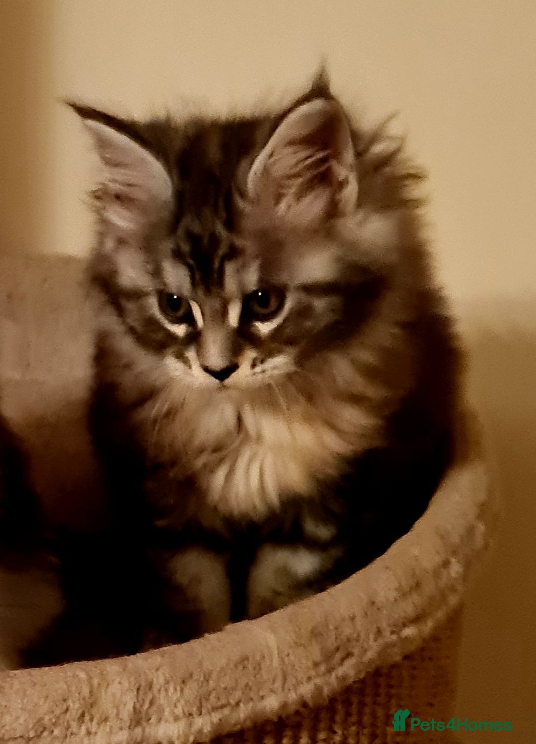 Maine Coon cats for sale: Pedigree Mainecoon Female - Advert 2