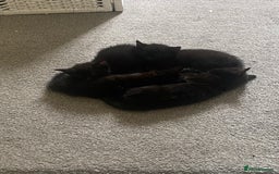 Russian Blue cats for sale: Russian blue cross bengal kittens - Image 17