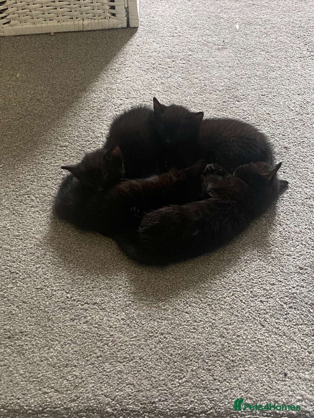 Russian Blue cats for sale: Russian blue cross bengal kittens - Image 17