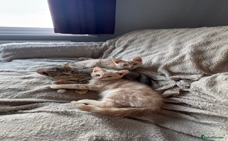 Mixed Breed cats 3 adorable kittens for sale  - Advert 1