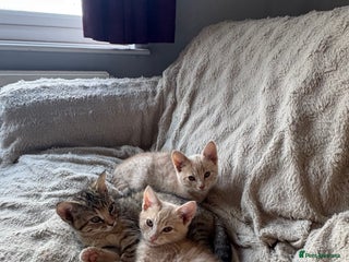 Mixed Breed cats 3 adorable kittens for sale - Advert 1