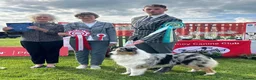 Australian Shepherd dogs for sale: Australian shepherd Black Tri Male Puppy - Advert 16