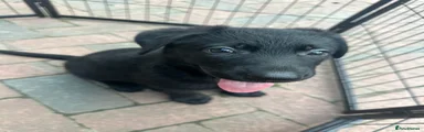 German Shepherd 4