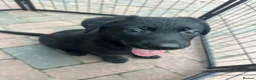German Shepherd dogs for sale: Dutch shepherd x German shepherd puppies for sale - Advert 9